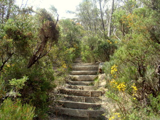 stairs in the forest