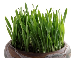 green sprouts of buckwheat as healthy food