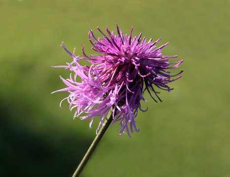 Fototapeta purple flowers of knapweed wild plant