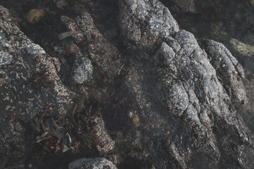 Rocky Beach Texture