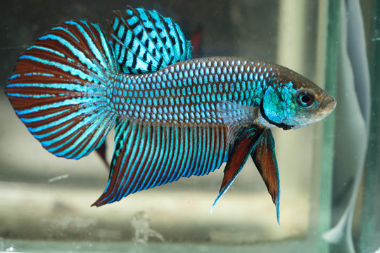 Mahachai betta.