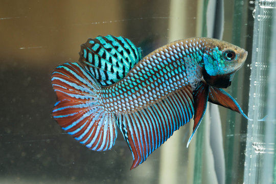 Mahachai betta.