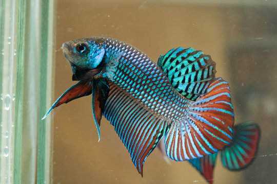 Mahachai betta.