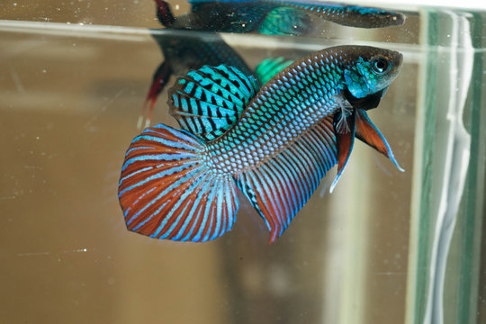 Mahachai betta.