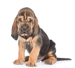 Bloodhound puppy sitting in front view. isolated on white background