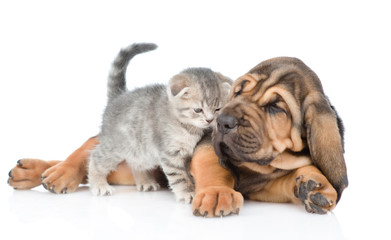 Bloodhound puppy lying with tabby kitten. isolated on white background