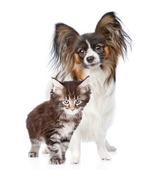 Papillon puppy standing with maine coon cat together. isolated on white background