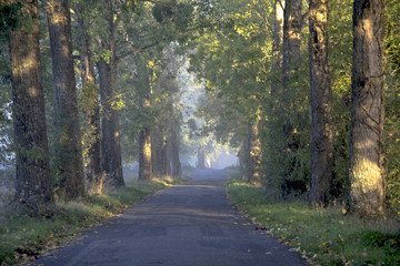 oiseau,arbre,Vallée de la loire,brouillard,dizzy,fog,tree