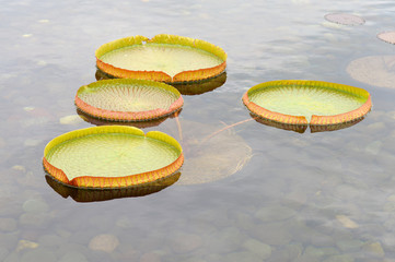 Lily pads in the water