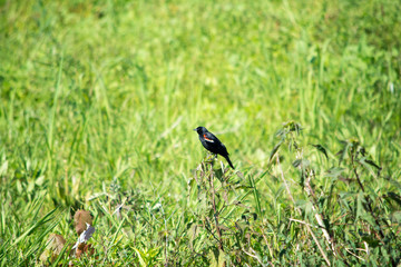 Red Winged Blackbird on Plant