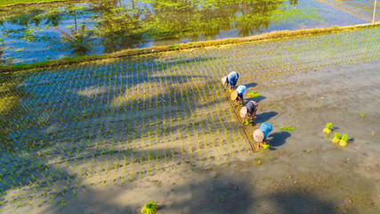 Women working in rice field near Jogjakarta, Indonesia.
