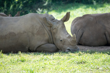 Rhino Naptime