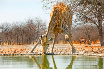 Giraffe bending down to take a drink from camp waterhole, Ongava