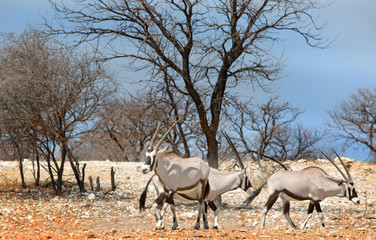 Naklejka na ściany i meble Small herd of gemsbok oryx standin in the bush with a pale blue sky in ETOSHA