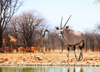 Gemsbok Oryx standing on the dry African Plains with giraffe and impala in the background