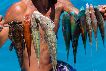 Harpoon fishing in French Polynesia, colorful fishes, parrot fishes on the arrow 
