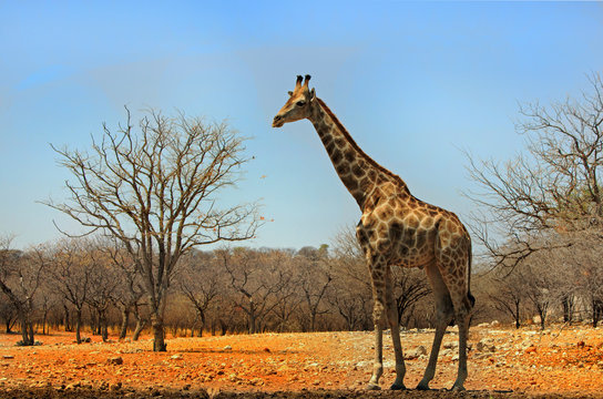 Full frame Giraffe standing on the African Plains with a bush and blue sky background in Ongava