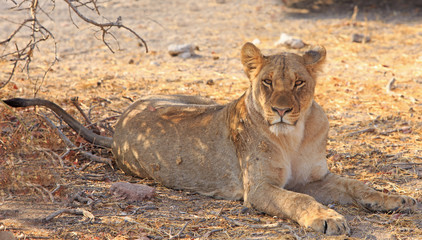 Alert Lioness resting while looking content in Etosha, Namibia