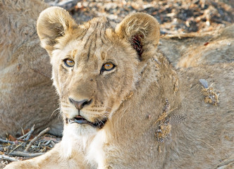 Full Frame of an adolescent lion looking straight into camera