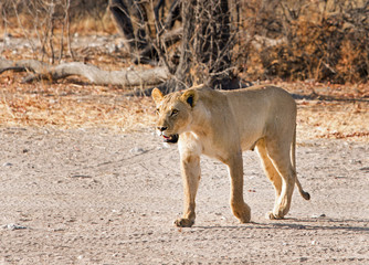 Lioness walking across the dry dusty bush with front paw showing motion, Ongava, Etosha, Namibia
