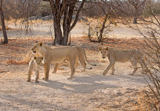 pride of lions standing and walking n the bush in Ongava Reserve, Etosha, Namibia