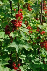 Obraz premium Redcurrant plant with berries