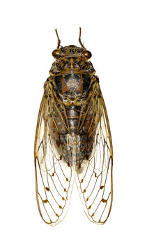 Cicada on white Background  -  Cicada orni (Linnaeus,1758)