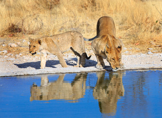 Naklejka na ściany i meble Lioness and adolescent cub at a waterhole with good reflection in the water and natural golden sunlight
