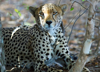 Wild Cheetah looking directly at camera in Hwange, Zimbabwe