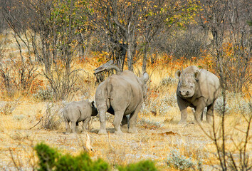 Fototapeta premium Mother White Rhino protecting her calf from a Male Rhinoceros, with a natural bush veld background in Etosha