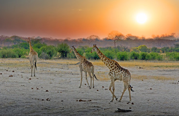 Journey og Giraffe walking across the African Plains at sunset