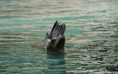 KAlifornijski słoń morski.