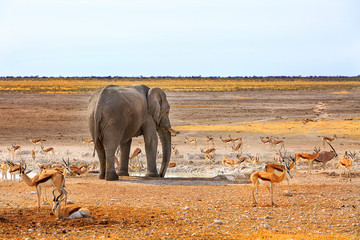 African elephant standing on the plains in Etosha with lots of Impala - obrazy, fototapety, plakaty