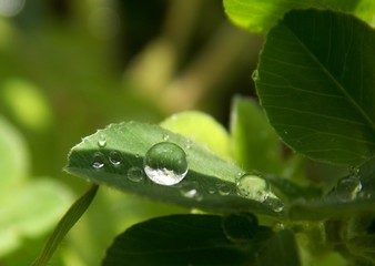 drops of rain on the list