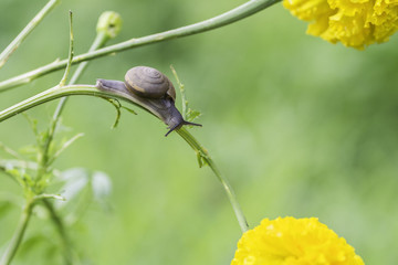 Snail crawls at the branches.