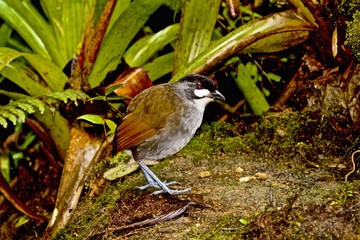 Gralaria jocotoco bosque Tropical Ecuador