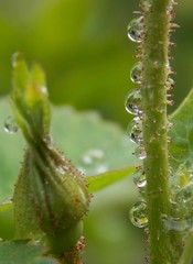 drops of rain on the rose bud