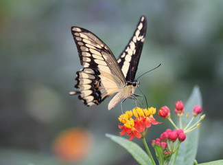 Papilio thoas, king swallowtail