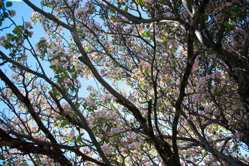 Sakura tree