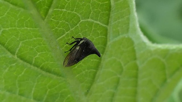 Insect as leaf beetles on green leaf in summer forest, macro 4k