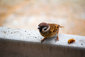 Brown bird .Eating food