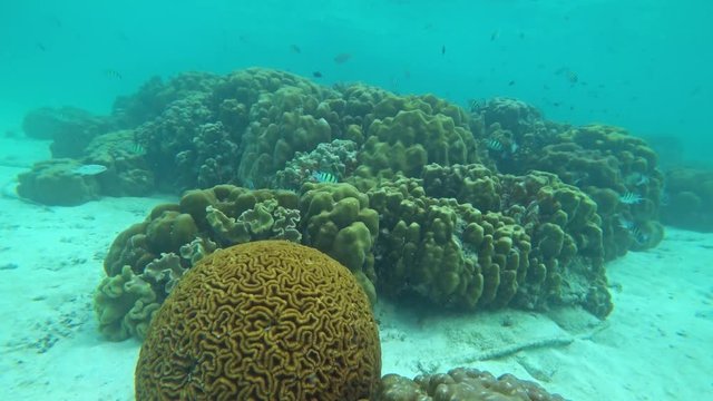 Corals and lot of fish in the Andaman Sea, Thailand, 4k
