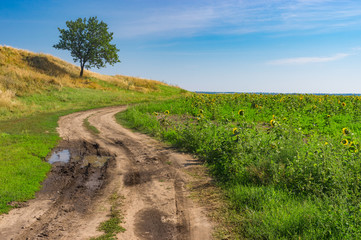 Landscape with dirty road and lonely apricot tree at late summer season in Ukraine