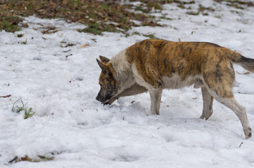Naklejka premium Stray tiger colored dog in searching of some food in spring, snowy park