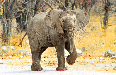 Fototapeta na wymiar Young elephant calf with foot in the ear and ears flapping