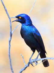 Portrait of a superb starling perched on a small branch with a clean natural background