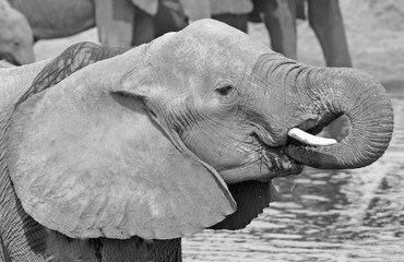 close up of an african elephant (Loxodonta) in a waterhole with trunk extended in monochrome, Etosha, Southern Africa