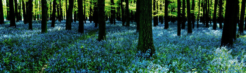 Woodland with carpet of bluebells (Hyacinthoides non-scripta) in Hertfordshire England UK - 175748925