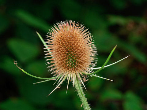 Wild Teasel (Dispacus sylvestris)