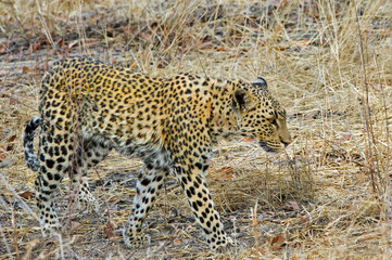 African Leopard walking through the bush in Etosha 